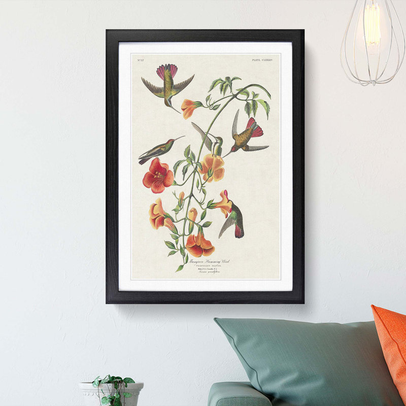 Mango Hummingbirds by John Audubon - Framed Print, Black Framed, 36cm H x 27cm W x 2cm D