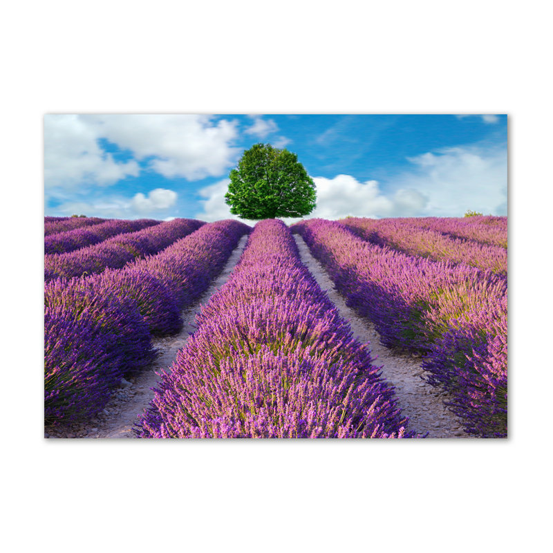 Lavender Field - Wrapped Canvas Print