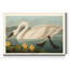 Reproduction sur toile tendue « pl 411 common American Swan »-1750052390