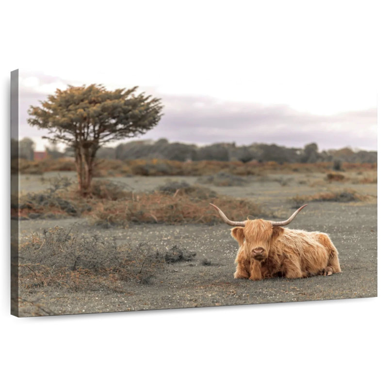 Brown Highland Cow II, 34" H x 51" W