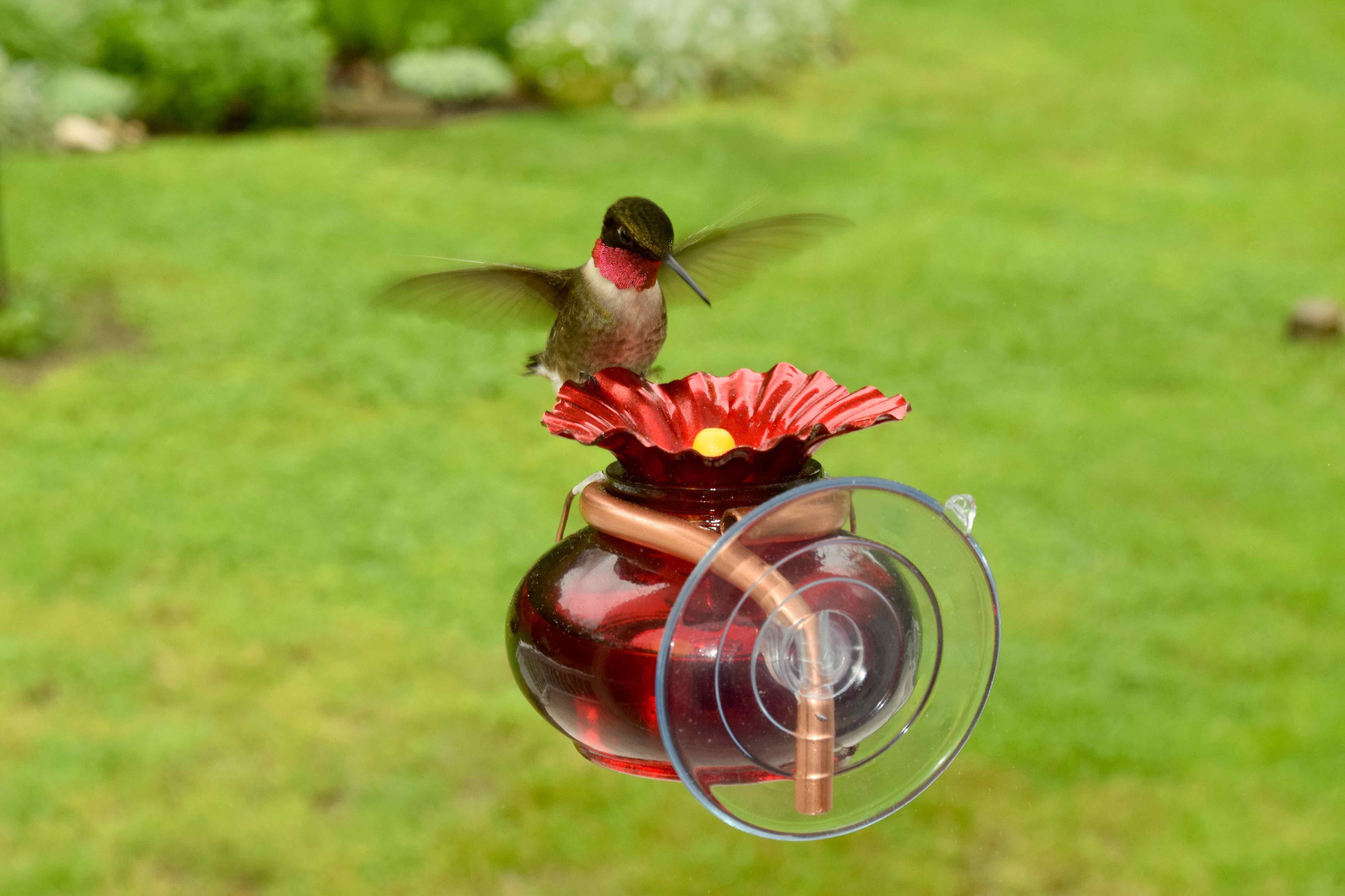 Plow &amp; Hearth Window Watch Hummingbird Feeder &amp; Reviews | Wayfair