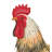 Buff Rooster Decor MED
