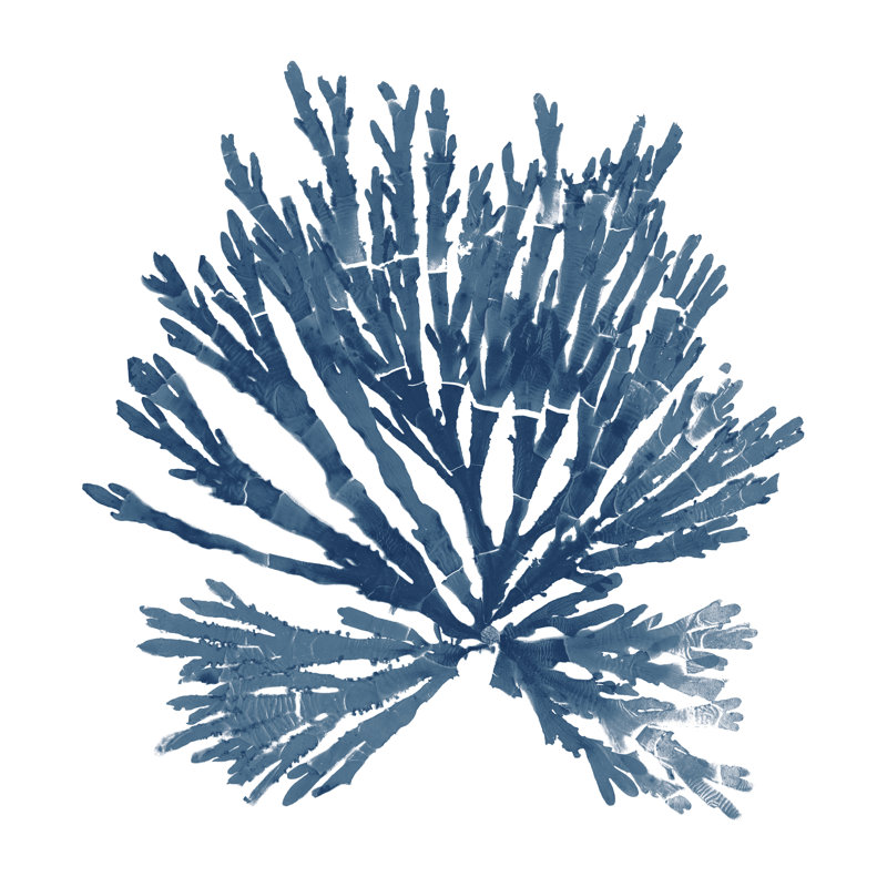 Mousses de mer du Pacifique - bleu sur blanc II, H 12 po x l 12 po
