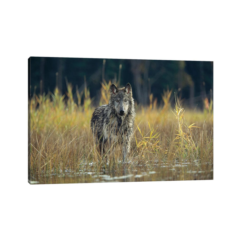Timber Wolf Pauses While Walking Through Lake, Montana by Tim Fitzharris - Wrapped Canvas Print, 20.32 cm H x 30.48 cm W