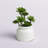 11'' Faux Succulent in Ceramic Pot