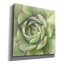 "Epic Graffiti" Garden Succulents 2 Color "par Laura Marshall, art mural sur toile-1127904859