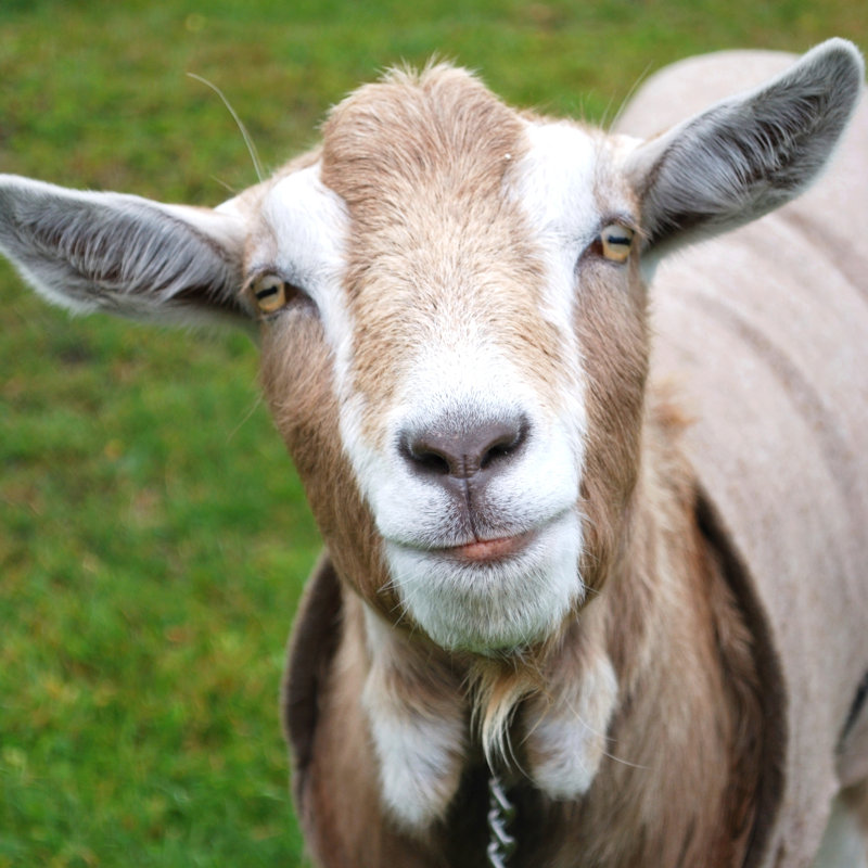 Goat - Wrapped Canvas Print, 91cm H x 91cm W