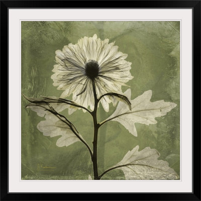 'Chrysanthemum X-Ray by Albert Koetsier Photographic Print
