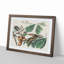 Yellow-Billed Cuckoo Birds by John Audubon - Framed Print-55629222-55629226