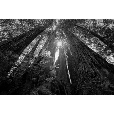 Scott Barlow - Photograph on Canvas