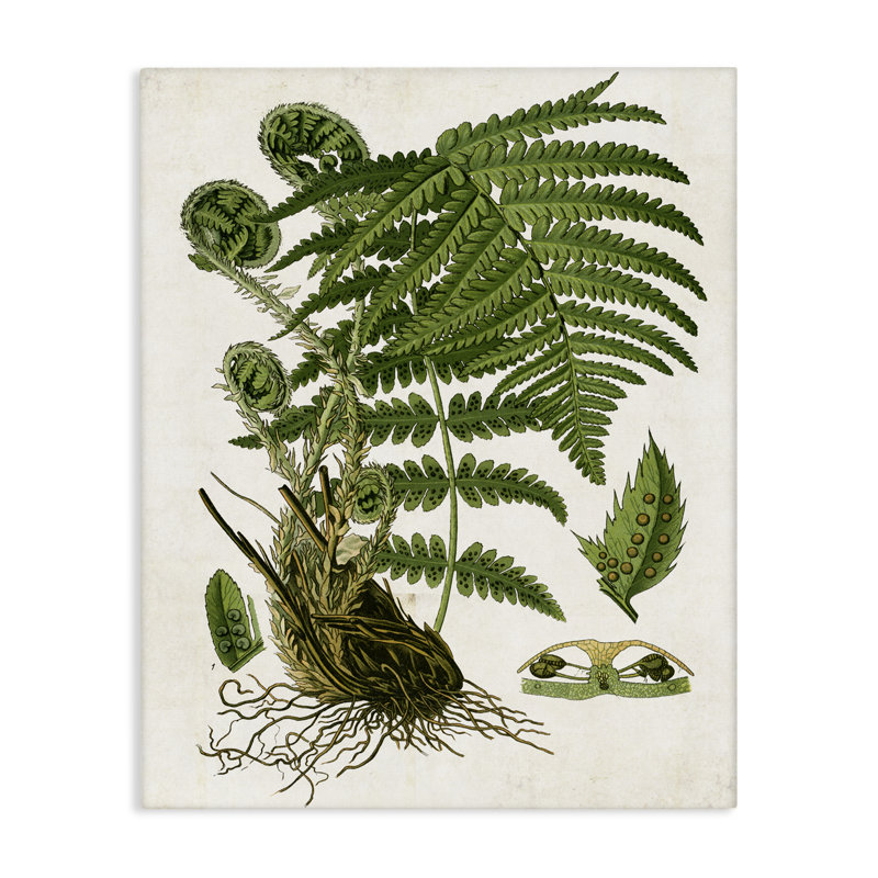 Art mural sur toile Curves Ferns Study par Susan Arnot bp-692_CN, H 20 po x l 16 po