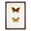 Great Spangled Fritillary Butterfly by S.F. Denton - Picture Frame Painting Print-55575514-55575515