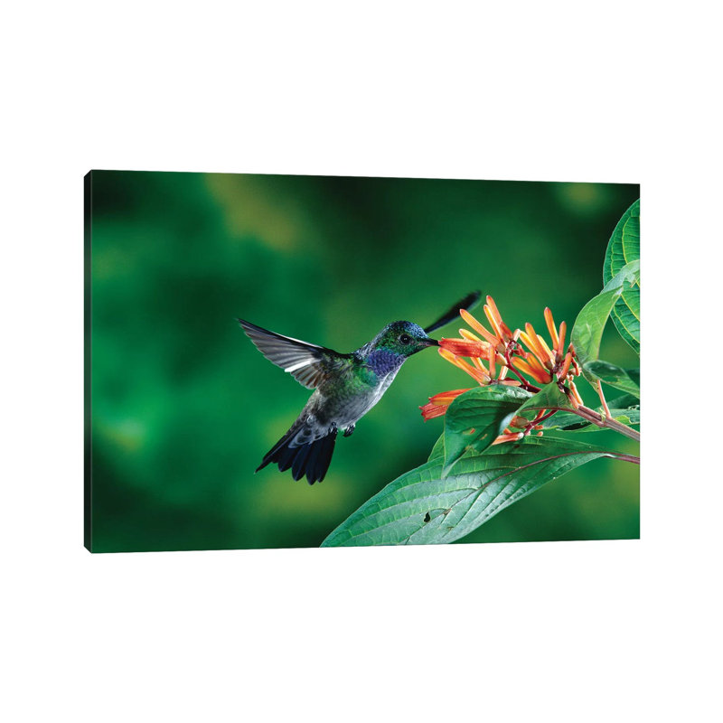 Blue-Chested Hummingbird Albino Male Feeding At And Pollinating Flowers Lowland Rainforest, Costa Rica by Michael & Patricia Fogden - Wrapped Canvas Print