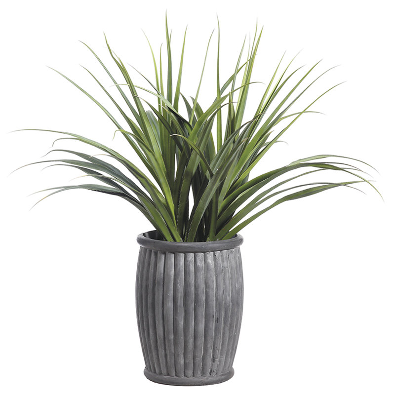 68"dracaena In Cement Planter