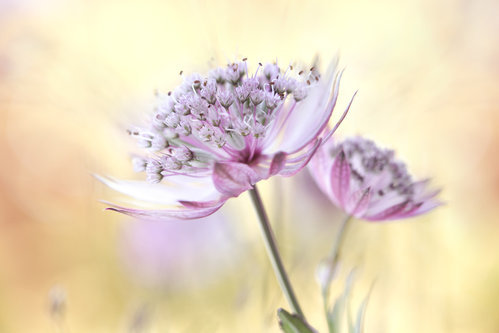Wrapped Canvas Print, 60.96 cm H x 91.44 cm W