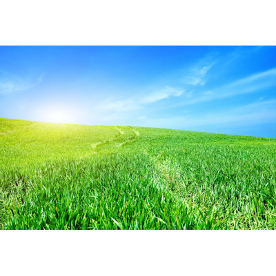 " Green Field And The Blue Sky " by Krivosheevv