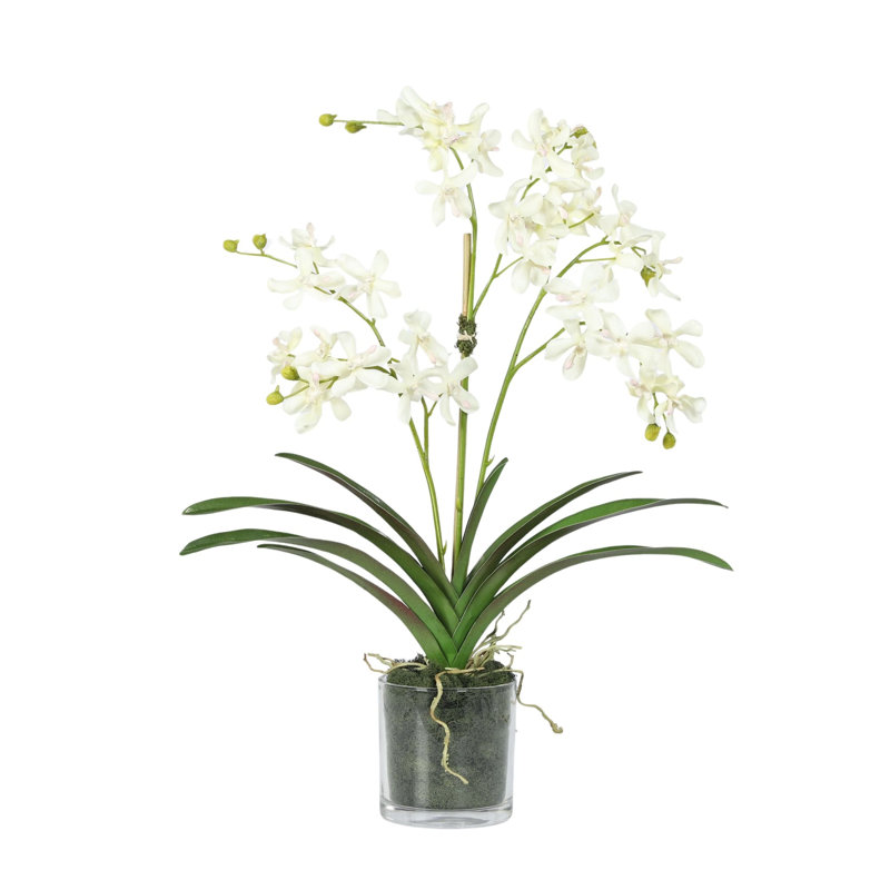 Orchid Arrangement In Glass Vase, White