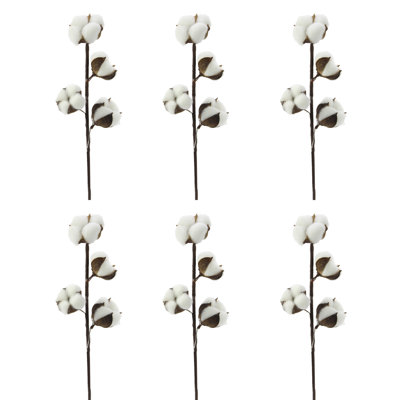 Cotton Arrangement