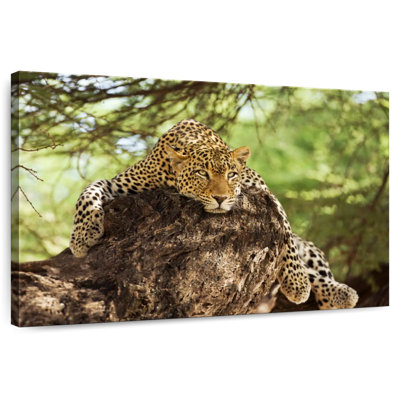 Brampt Leopard Taking It Easy In Kenya I
