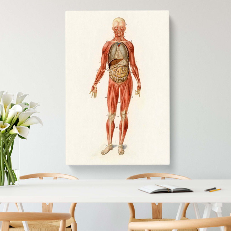 Anatomical Illustration Of A Male by Charles D' Orbigny - Wrapped Canvas Painting, 50cm H x 35cm W x 3cm D