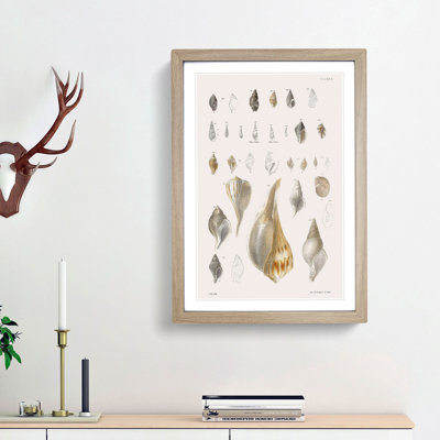 Types of Seashells PL. 8 by J.E. De Kay - Framed Print