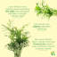Live Parlor Palm Plant Set