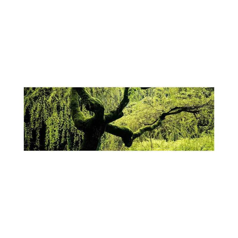Moss Growing On The Trunk Of A Weeping Willow Tree, Japanese Garden - Wrapped Canvas Panoramic Print