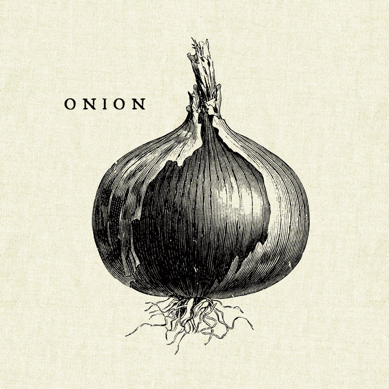 Linen Vegetable BW Sketch Onion by Studio Mousseau - No Frame Painting on Canvas, 30cm H x 30cm W x 3.8cm D