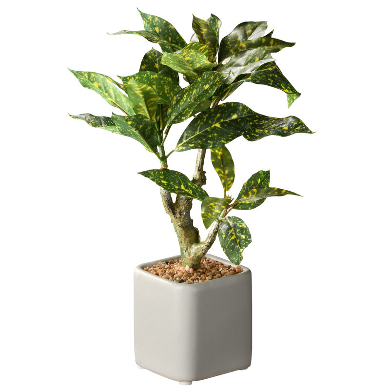 11 "plante Croton