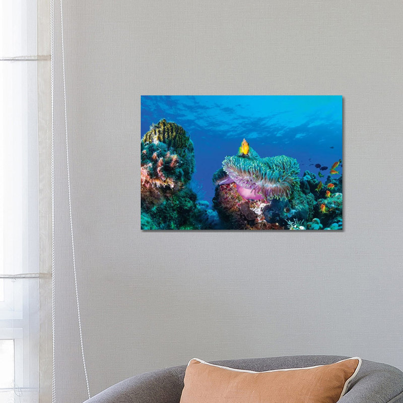Sea Life by Roberto Marchegiani - Wrapped Canvas Gallery-Wrapped Canvas Giclée, 66.04 cm H x 45.72 cm W x 1.91 cm D