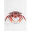 Crab