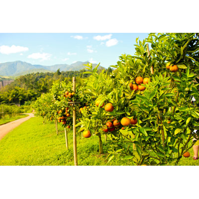 Orange Orchard par Greycarnation