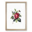 Red Rose Illustration - Picture Frame Painting Print-55616497-55616494