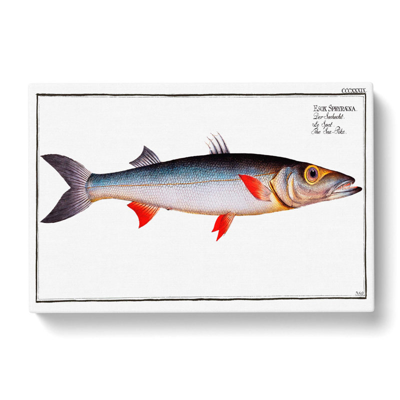 Sea-Pike Fish by M.E. Bloch - Wrapped Canvas, 40cm H x 60cm W x 3cm D