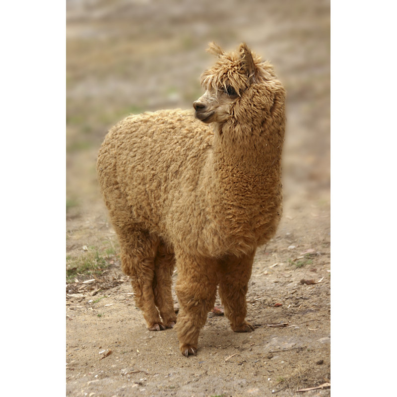 Alpaca by Alicat, 18" H x 12" W
