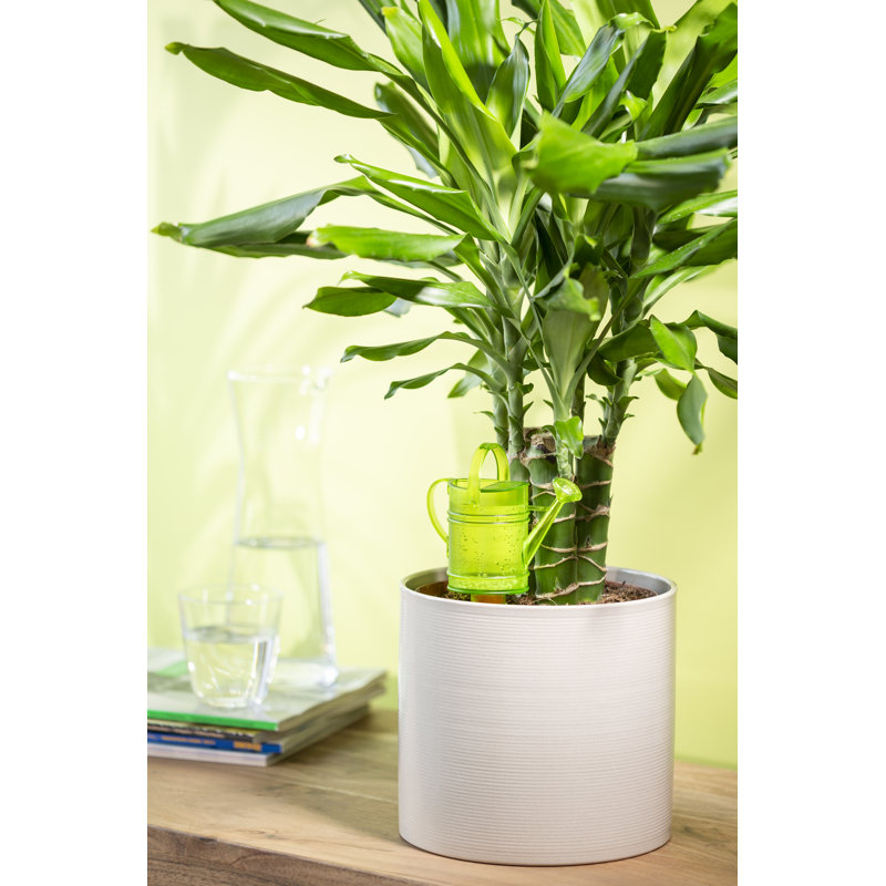 Ensemble de 2 arrosoirs, Gris, H 7,75 po x l 5 po x P 2,75 po