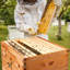 Beekeeping Woodenware