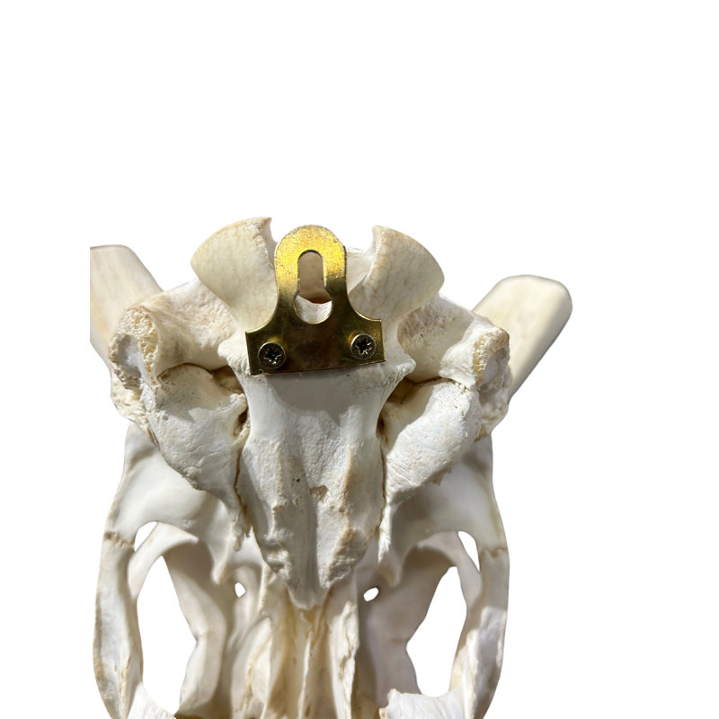 Tiream Real Nyala Antelope Skull