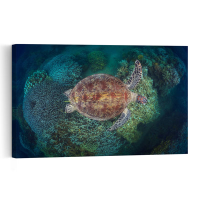Green Sea Turtle Over Coral Contemporary Turtle Wall Art Print 1 Piece Wrapped Canvas Wall Art