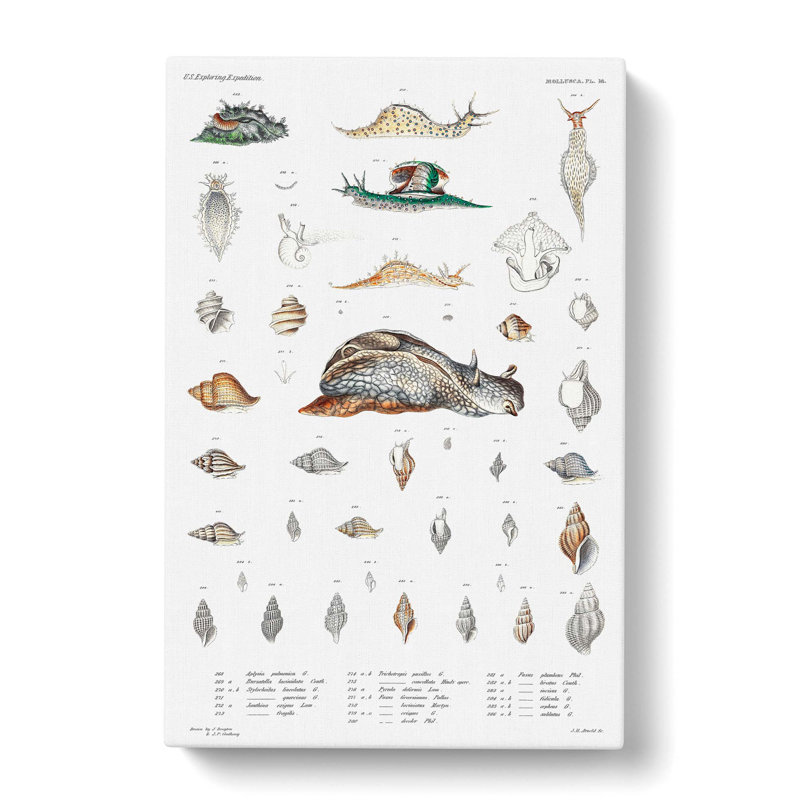 Snail Shells And Slugs by A.A. Gould - Wrapped Canvas Painting, 50cm H x 35cm W x 3cm D