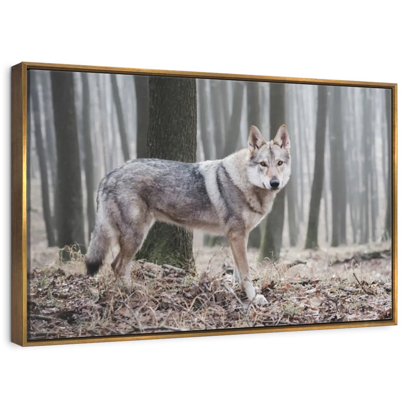 Loup d'hiver brumeux, Cadre flottant doré, 31 po x 21 po