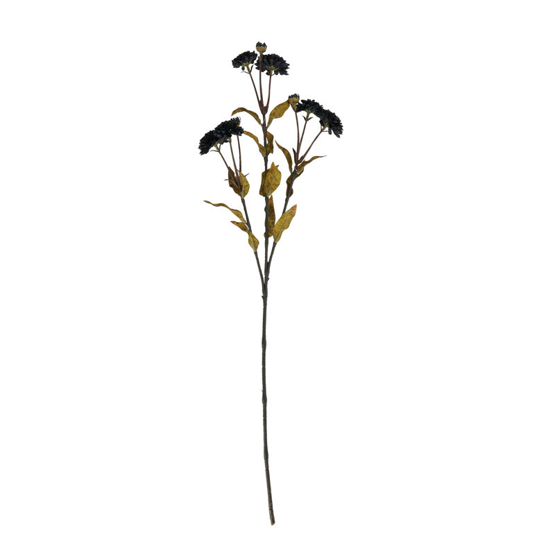 Anastasija Arrangement