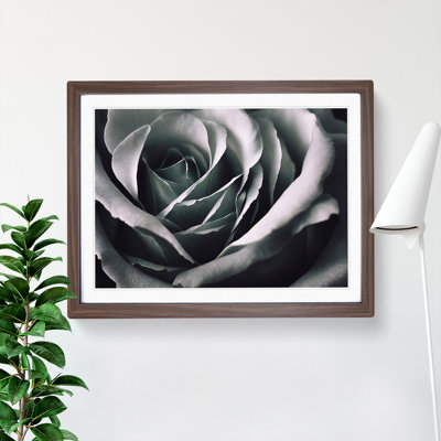 Striking Rose Flower - Single Picture Frame Print