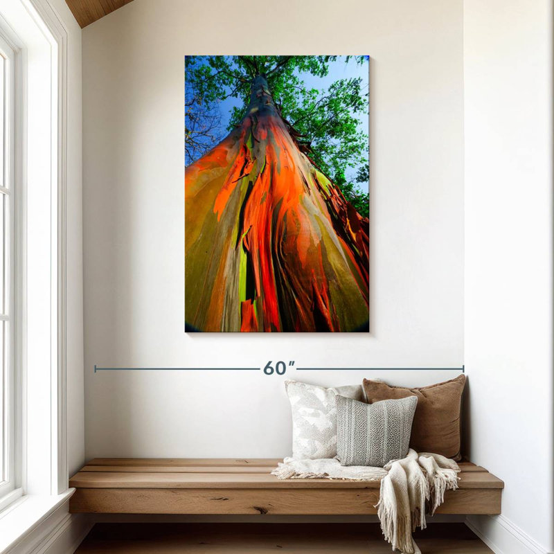 Eucalyptus arc-en-ciel, H 45 po x l 30 po