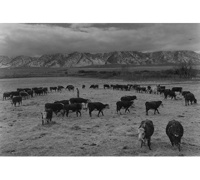 Reproduction de photo bovine en south farm par ansel adams