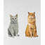 Six chats alignés - gris