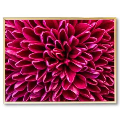 Pom Pom Chrysanthemum Purple Print by Harold Davis