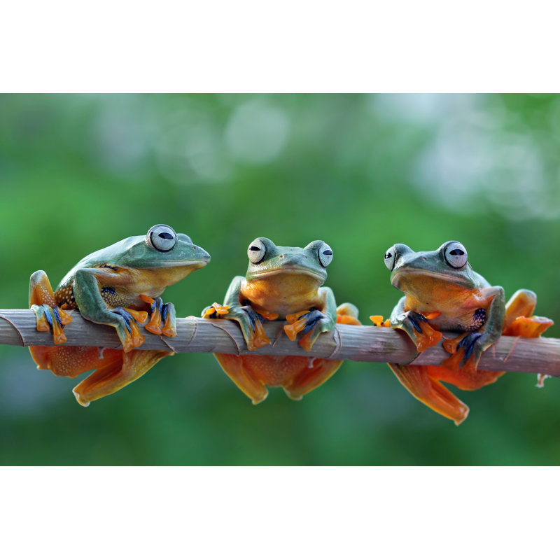 «Tree Frog on Branch» par Agus Fitriyanto - photographie sur toile tendue, L 48 po x H 32 po
