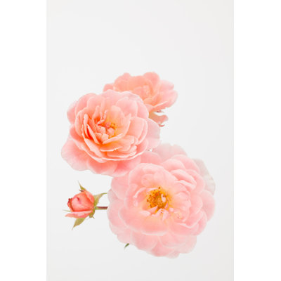 Peach Pink Garden Roses - Wrapped Canvas Photograph