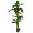 Triple Stalk Banana Tree